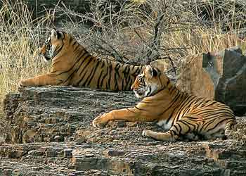 Rajasthan Wildlife Tour