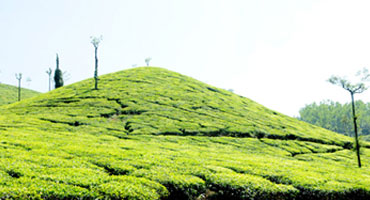 Darjeeling Tour 