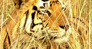 Golden Triangle with Wildlife Tour