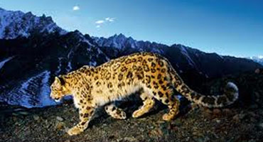 Snow Leopard Tour in Leh
