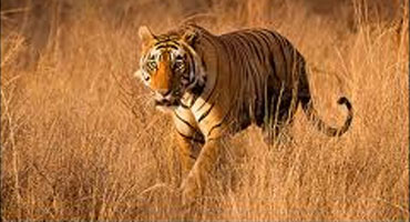 Tiger Photographic Safari